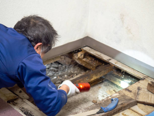 Best Mold Removal Company Near Me  in Silsbee, TX