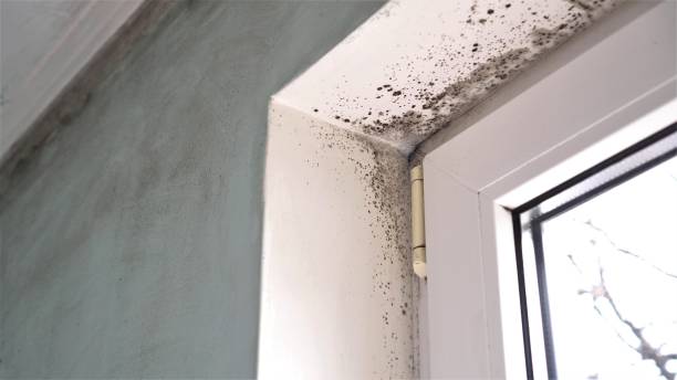Best Mold Testing  in Silsbee, TX