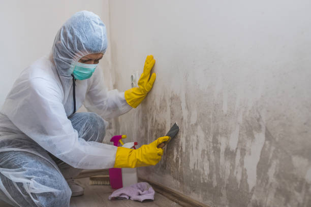 Best Mold Remediation Experts  in Silsbee, TX