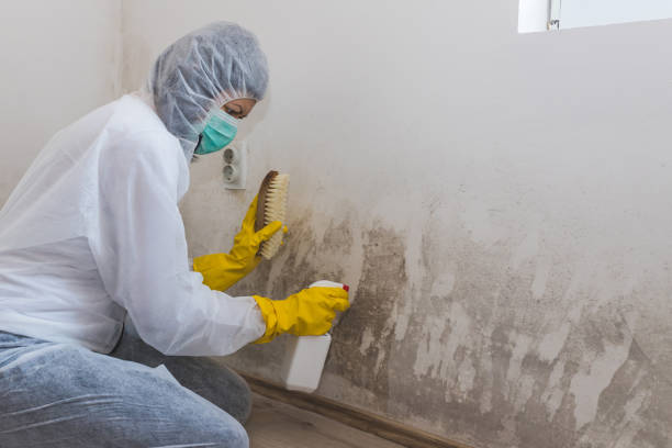 Best Mold Remediation  in Silsbee, TX