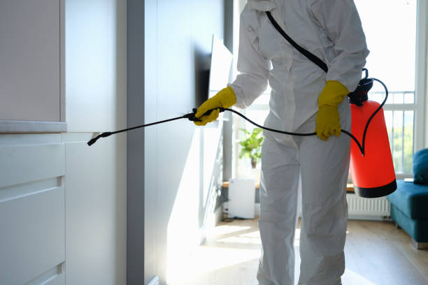 Best Toxic Mold Removal  in Silsbee, TX