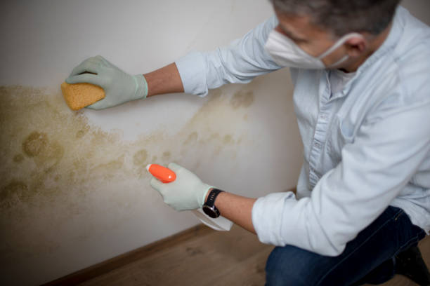 Trusted Silsbee, TX Mold Removal Experts