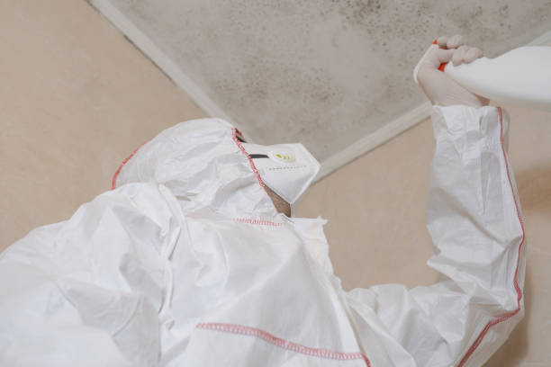 Best Local Mold Removal Service  in Silsbee, TX