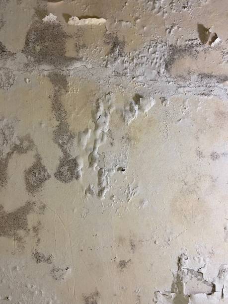 Crawl Space Mold Removal in Silsbee, TX