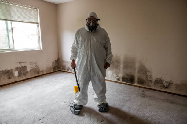 Best Black Mold Removal  in Silsbee, TX