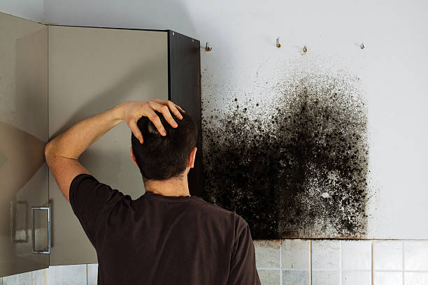 Best Local Mold Removal Service  in Silsbee, TX