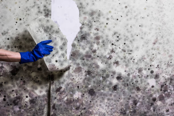 Silsbee, TX Mold Removal Company