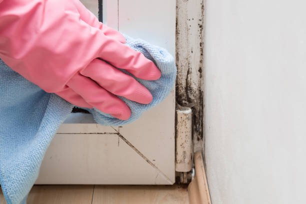 Best Fast Mold Removal  in Silsbee, TX
