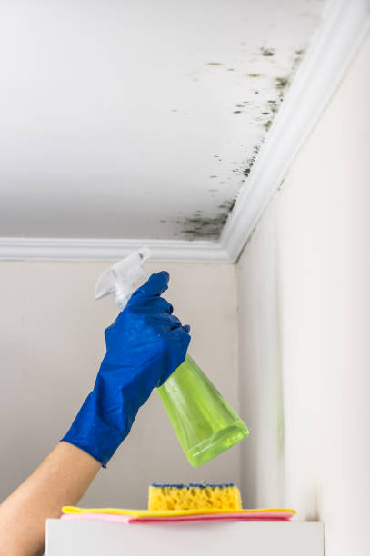 Best Best Mold Removal Companies  in Silsbee, TX