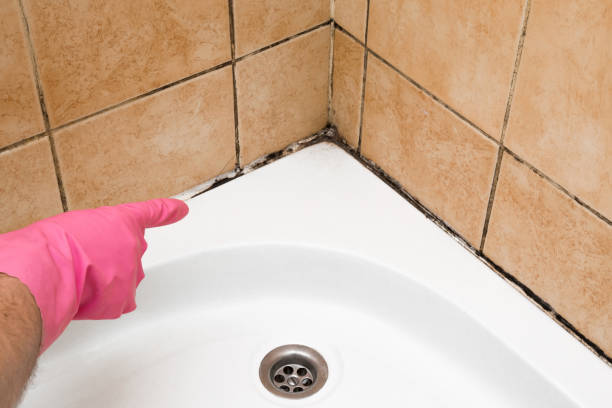 Best Mold Removal Near Me  in Silsbee, TX
