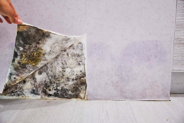 Best Mold Damage Repair  in Silsbee, TX